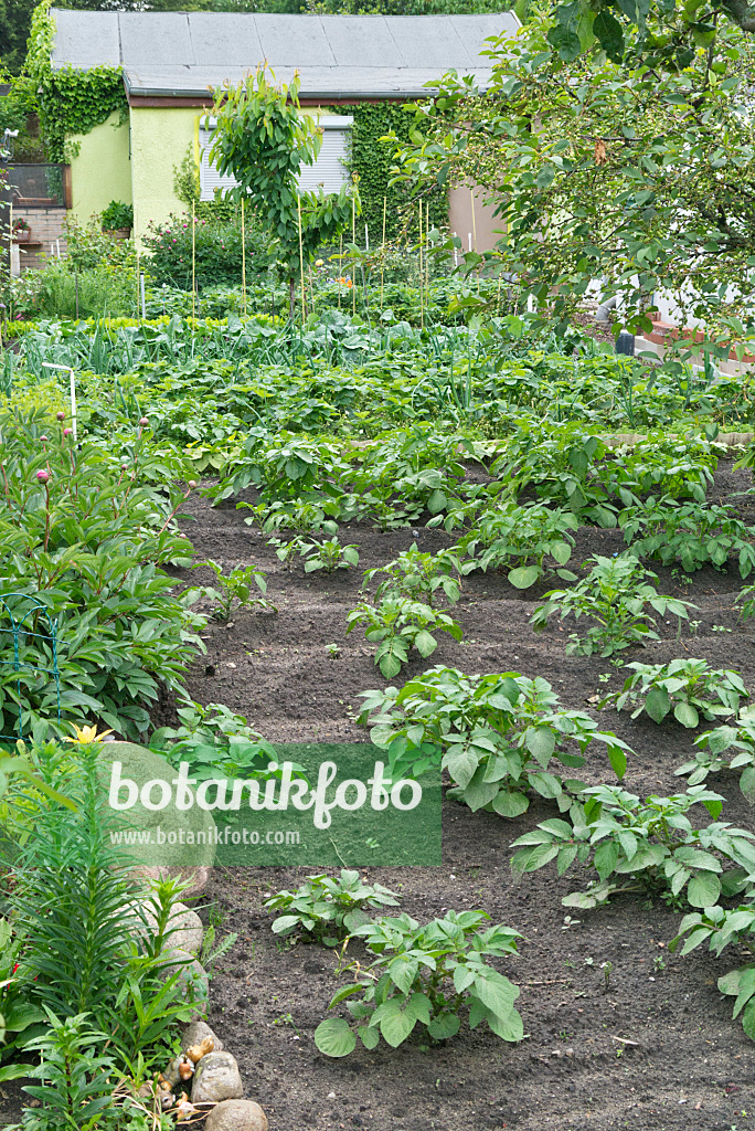 532027 - Potatoes (Solanum tuberosum) in an allotment garden