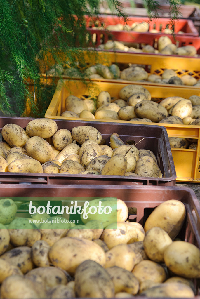 483022 - Potatoes (Solanum tuberosum) in boxes