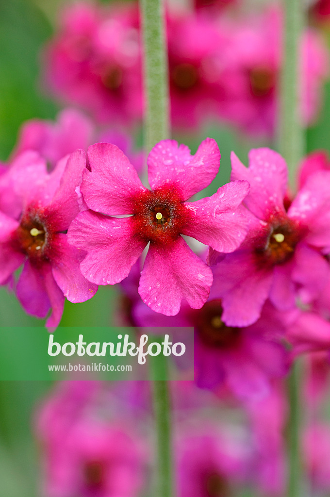 484207 - Powdered primrose (Primula pulverulenta)