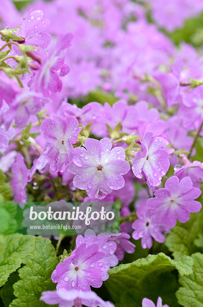 508051 - Powdered primrose (Primula pulverulenta)