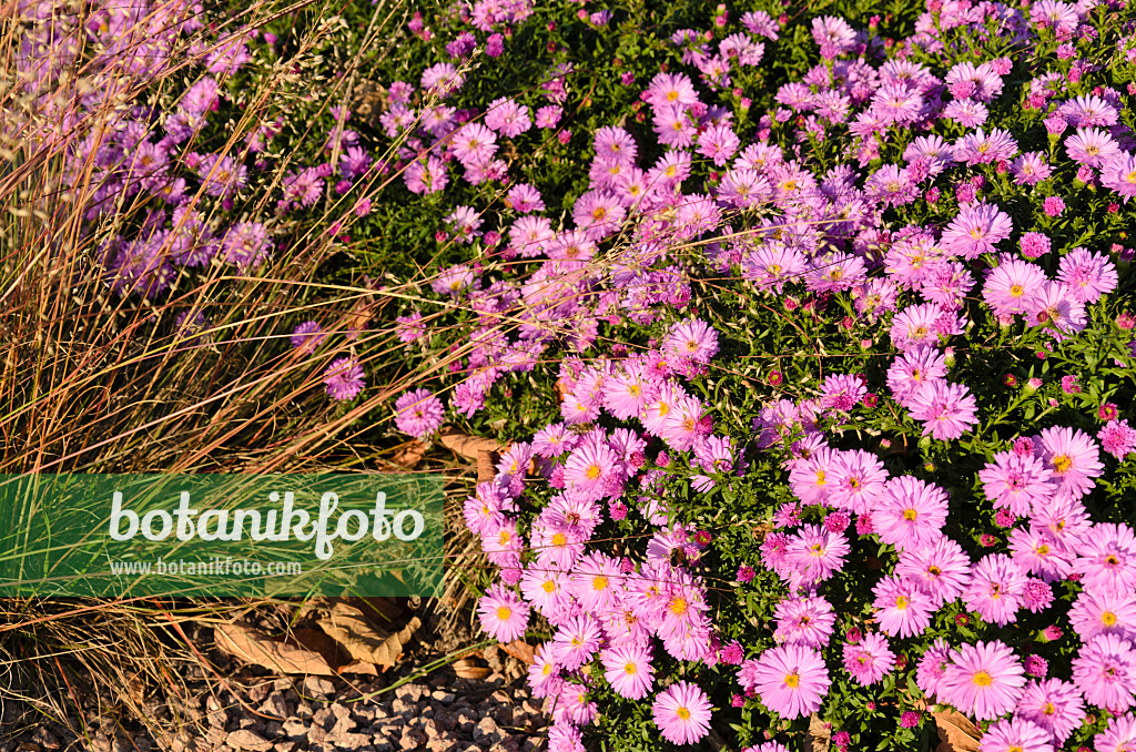 501004 - Prairie dropseed (Sporobolus heterolepis) and bushy aster (Aster dumosus 'Rosenwichtel')