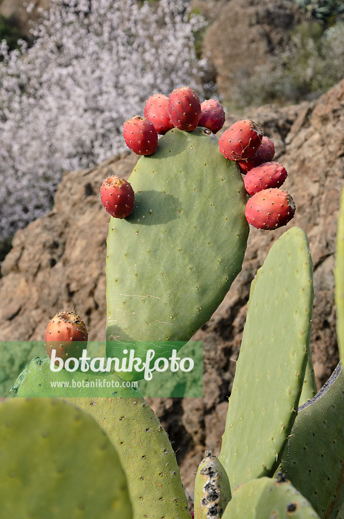 564196 - Prickly pear (Opuntia ficus-indica)