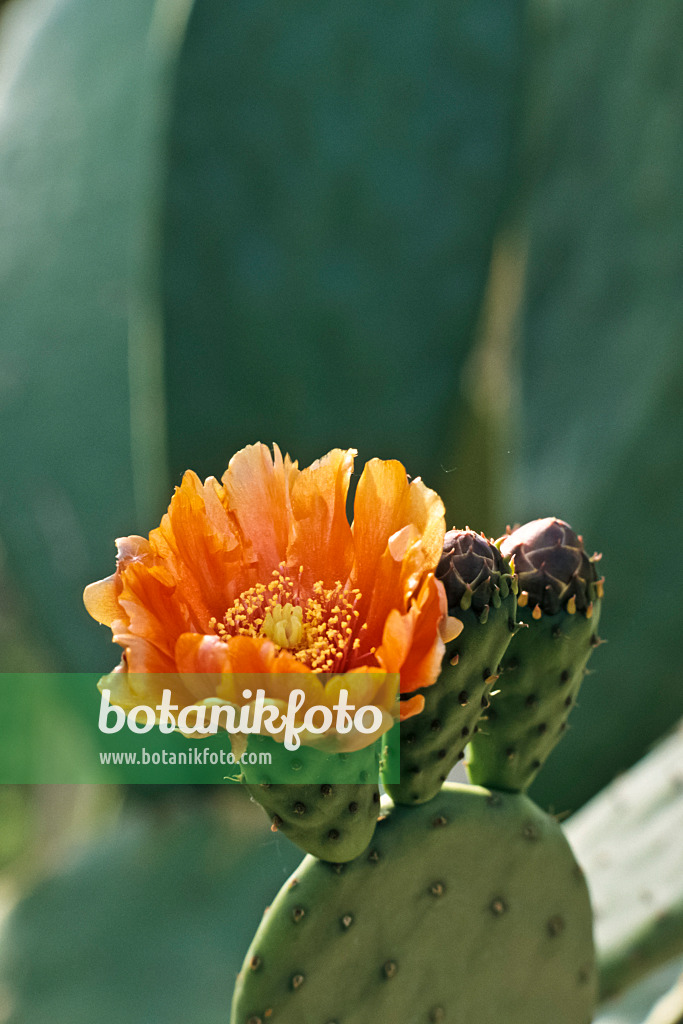 365051 - Prickly pear (Opuntia maxima)