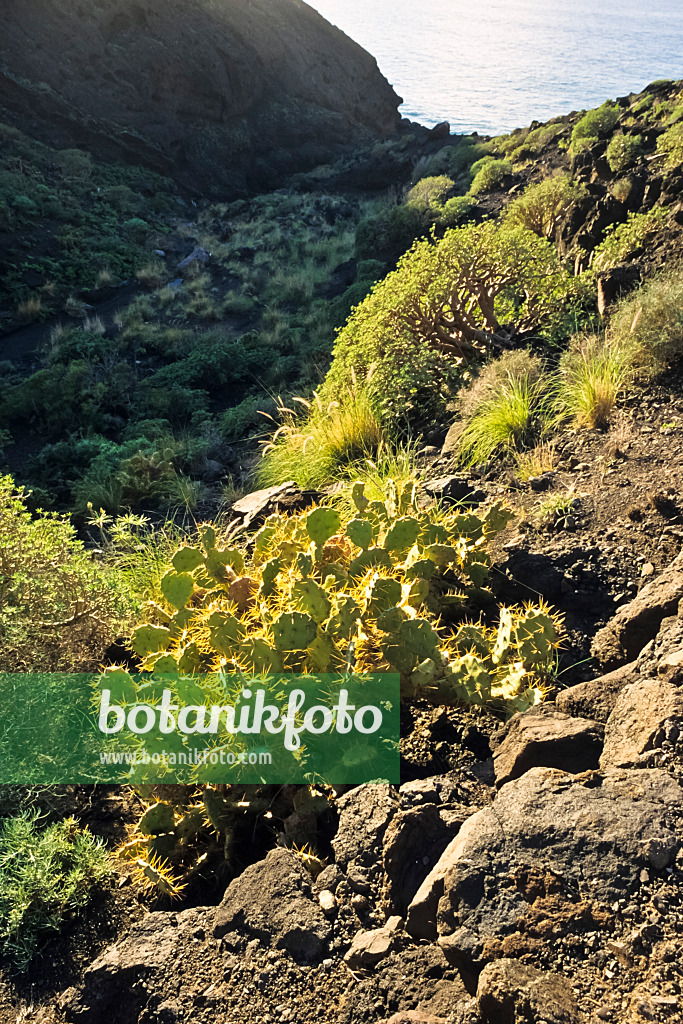 397086 - Prickly pear (Opuntia) and spurge (Euphorbia), Tamadaba Nature Reserve, Gran Canaria, Spain