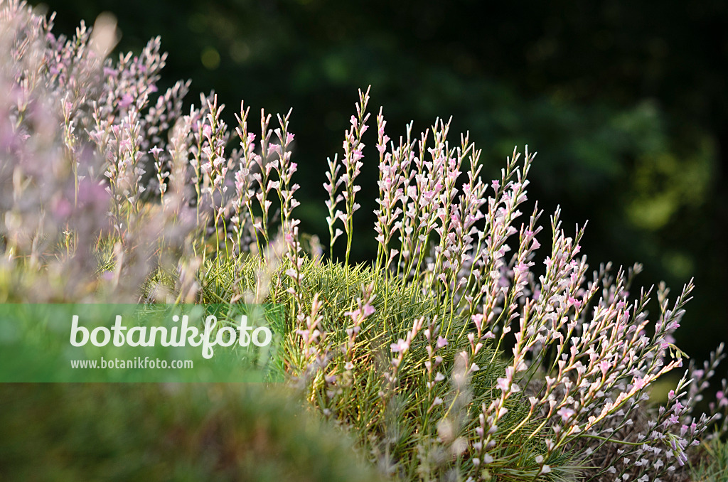 534167 - Prickly thrift (Acantholimon acerosum)