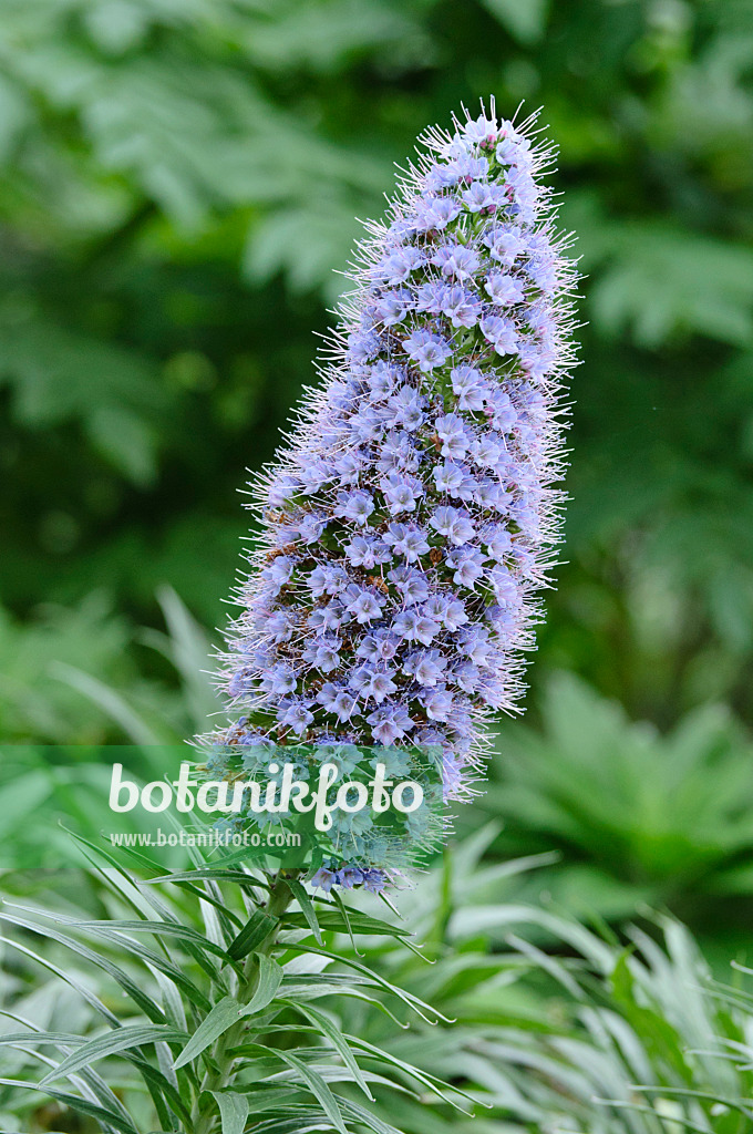 469017 - Pride of Madeira (Echium candicans)