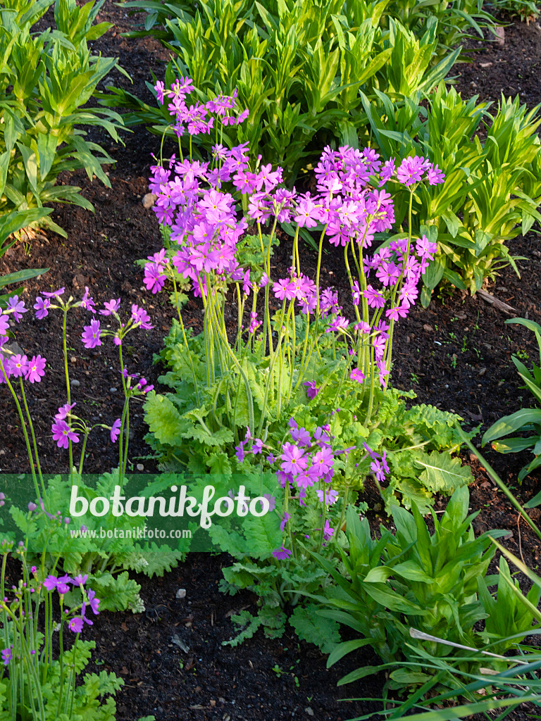 400157 - Primrose (Primula cortusoides)