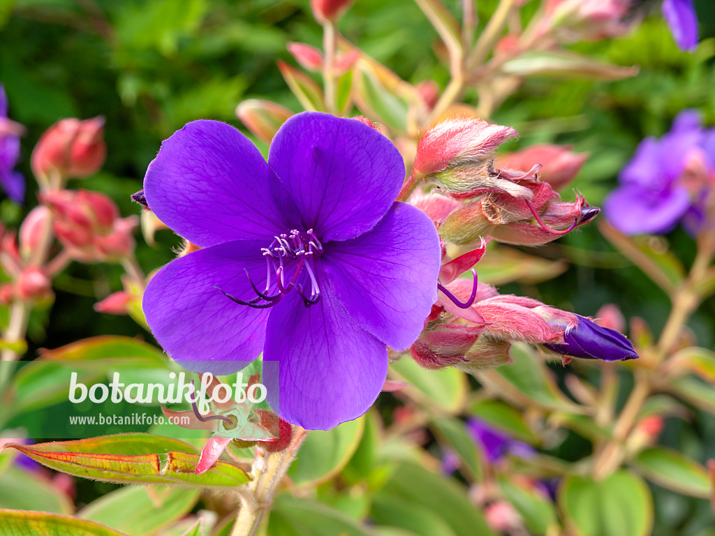 441026 - Princess flower (Tibouchina urvilleana)