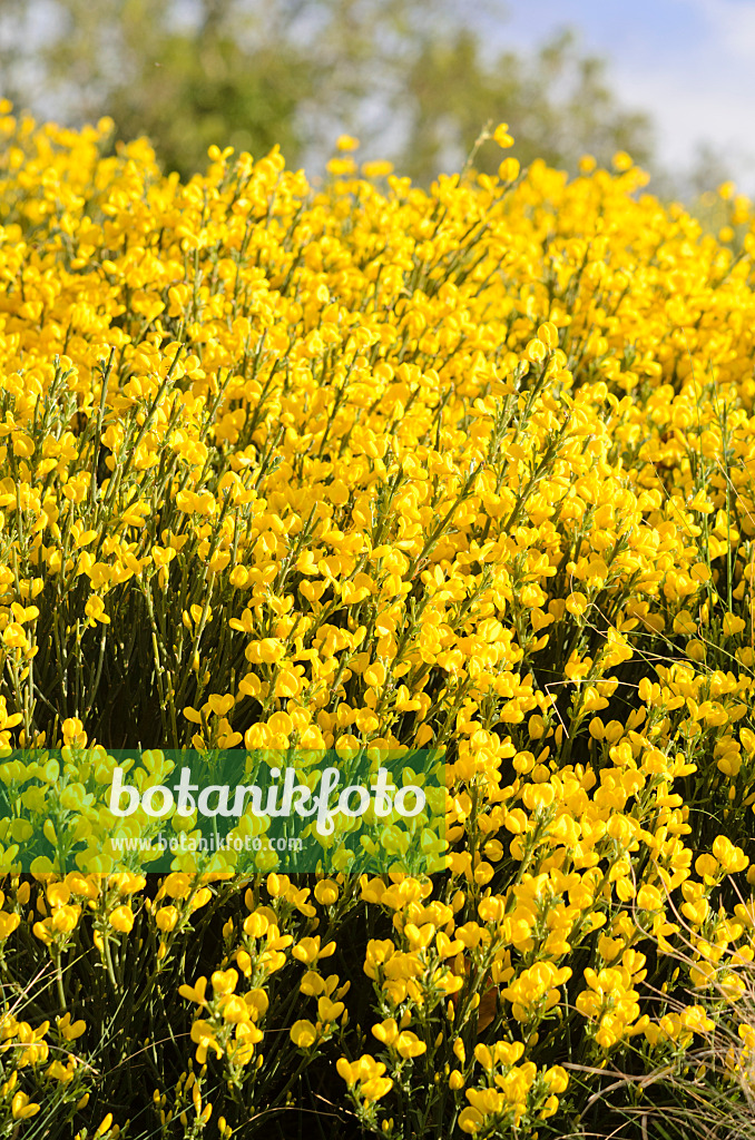 544027 - Provence broom (Cytisus purgans)