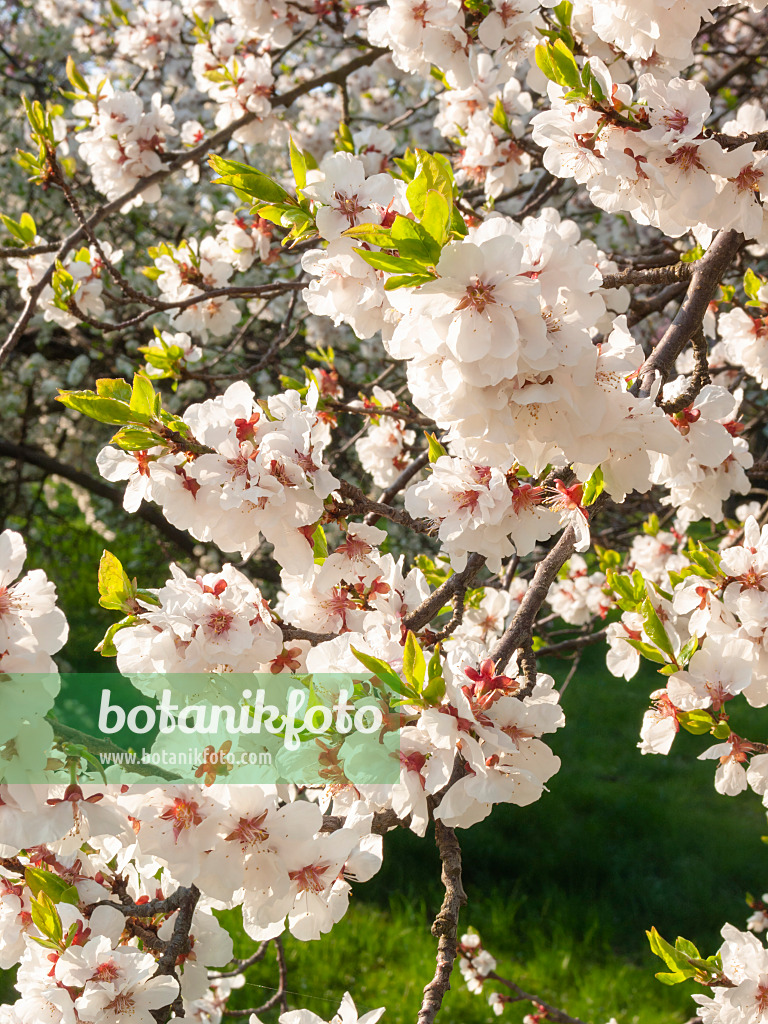 400131 - Purple apricot (Prunus x dasycarpa)