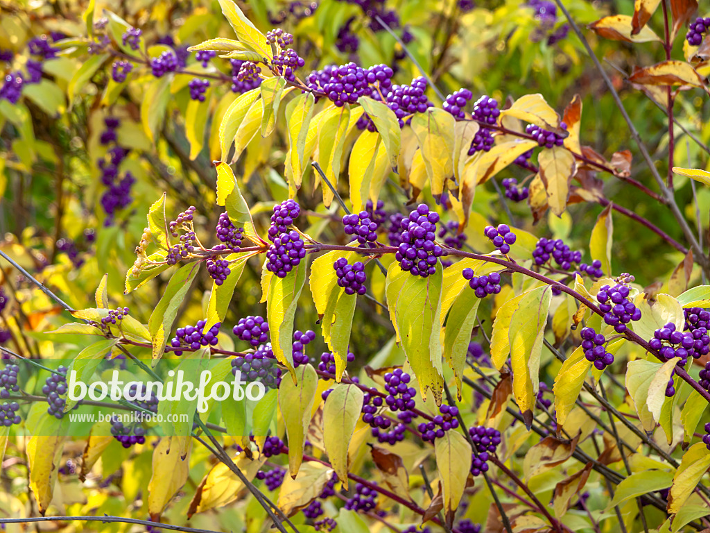 442111 - Purple beautyberry (Callicarpa dichotoma)