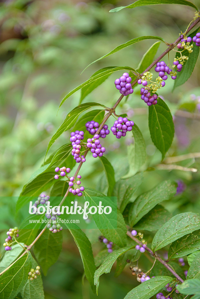 575036 - Purple beautyberry (Callicarpa dichotoma)