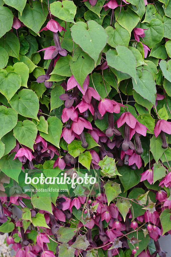 476227 - Purple bell vine (Rhodochiton atrosanguineum)