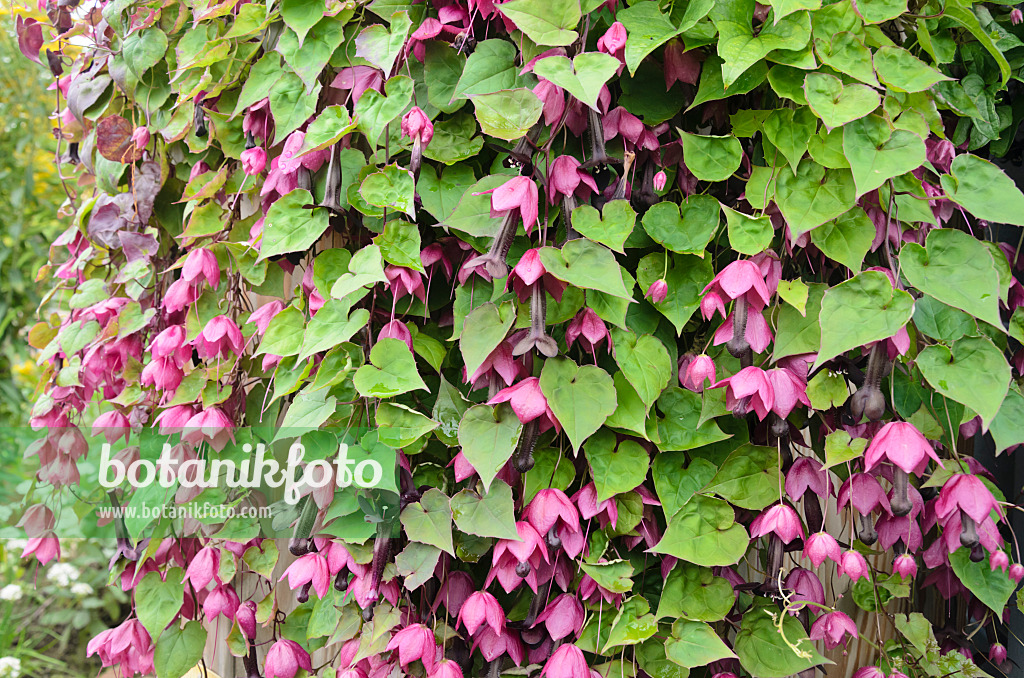 536049 - Purple bell vine (Rhodochiton atrosanguineum)