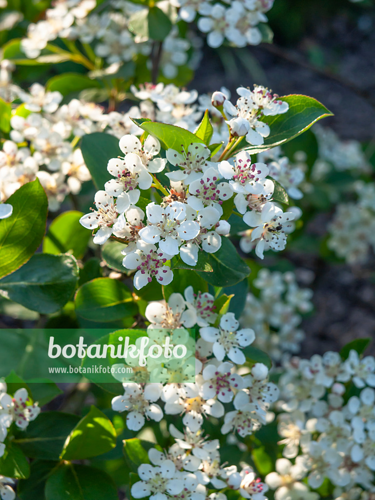 460086 - Purple chokeberry (Photinia x prunifolia syn. Aronia x prunifolia)