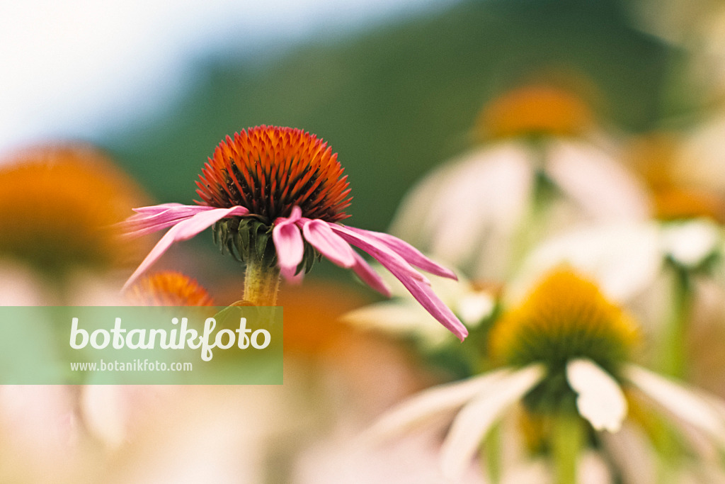 381005 - Purple cone flower (Echinacea purpurea)