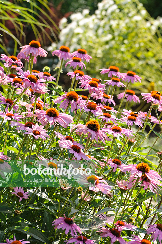 486218 - Purple cone flower (Echinacea purpurea)