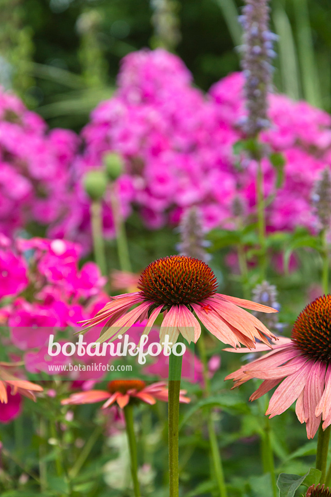 510042 - Purple cone flower (Echinacea purpurea)