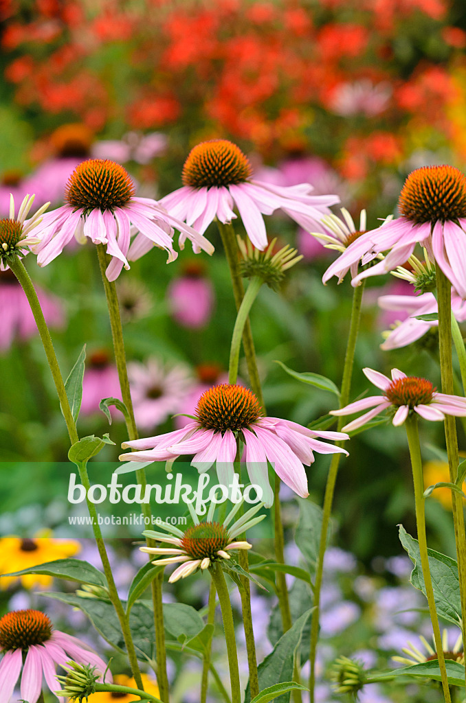 534347 - Purple cone flower (Echinacea purpurea)