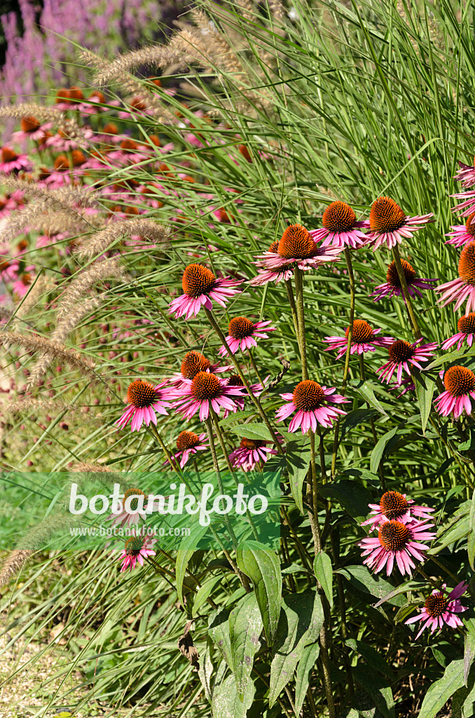 571051 - Purple cone flower (Echinacea purpurea)