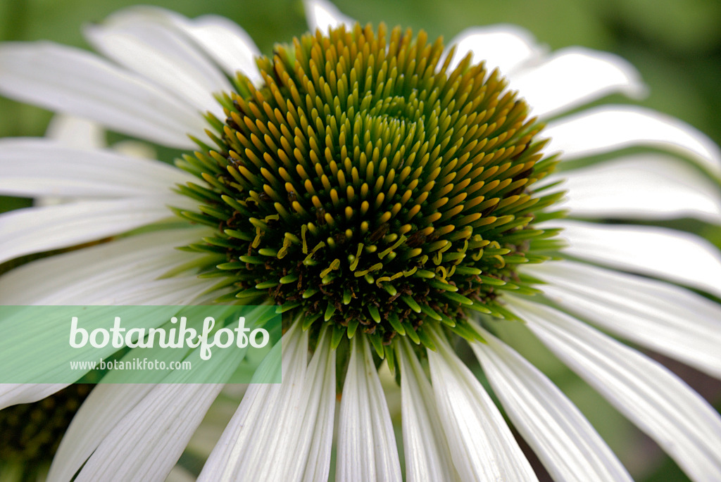 452160 - Purple cone flower (Echinacea purpurea 'Alba')