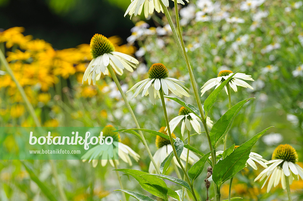 487133 - Purple cone flower (Echinacea purpurea 'Alba')