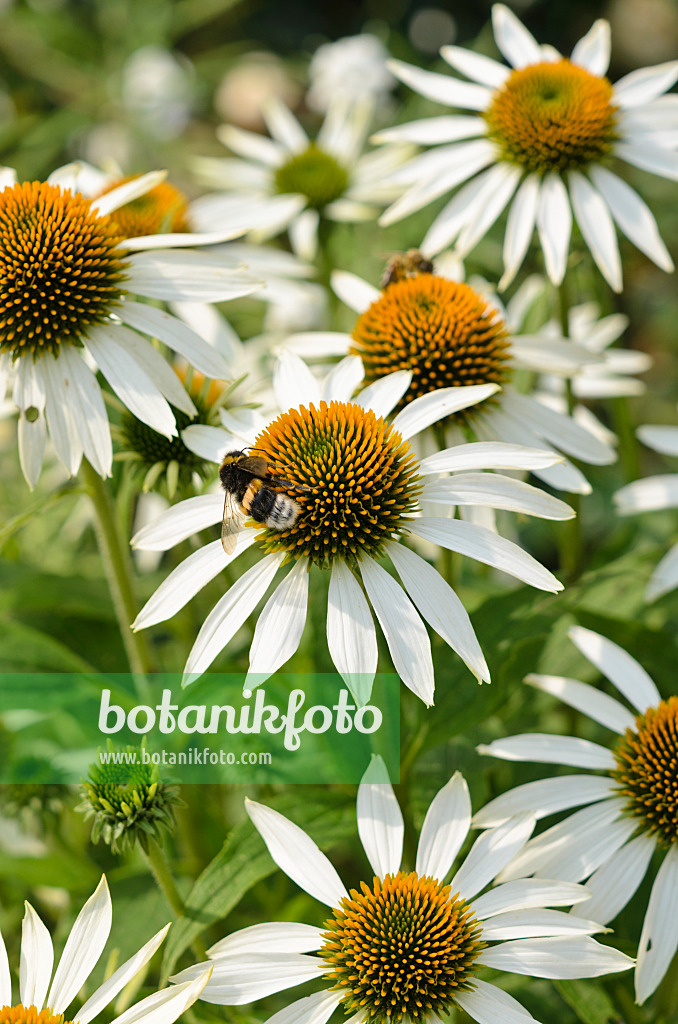 534398 - Purple cone flower (Echinacea purpurea 'Baby Swan White') and bumble bee (Bombus)