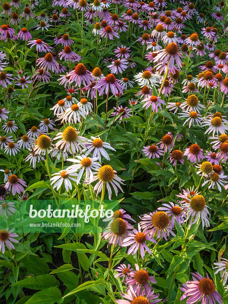 403097 - Purple cone flower (Echinacea purpurea and Echinacea purpurea 'Alba')