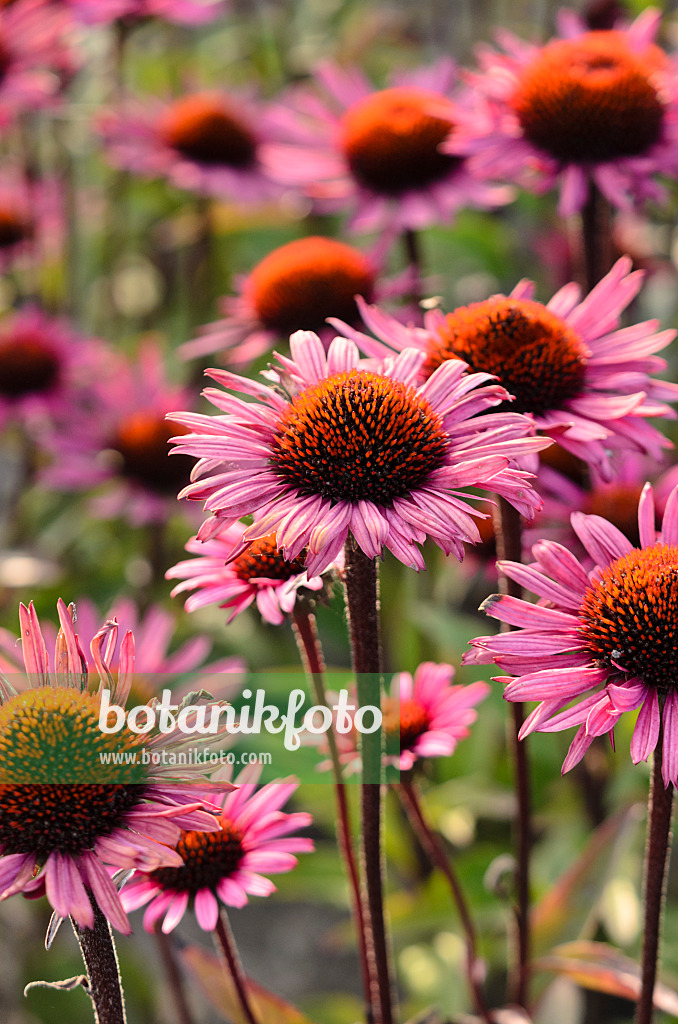 571090 - Purple cone flower (Echinacea purpurea 'Fatal Attraction')