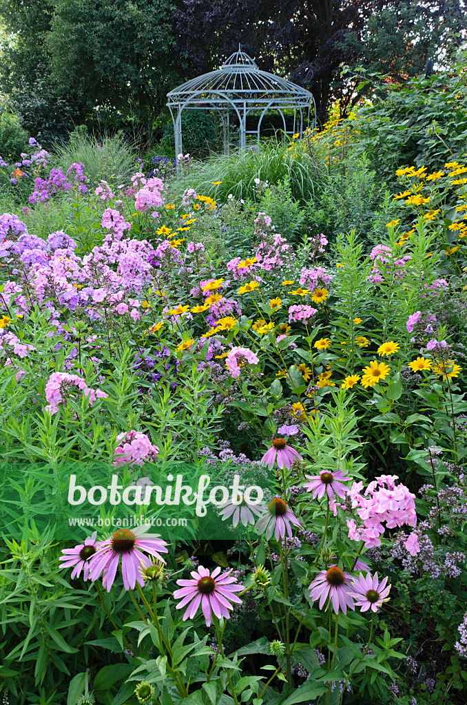 498313 - Purple cone flower (Echinacea purpurea), garden phlox (Phlox paniculata) and false sunflower (Heliopsis helianthoides) in front of a garden pavilion