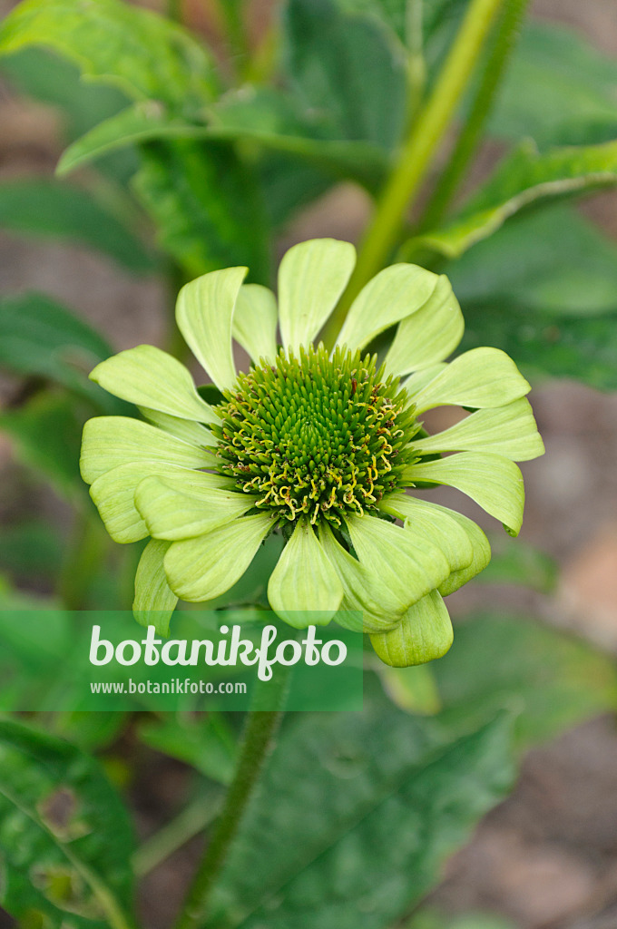 488080 - Purple cone flower (Echinacea purpurea 'Green Jewel')