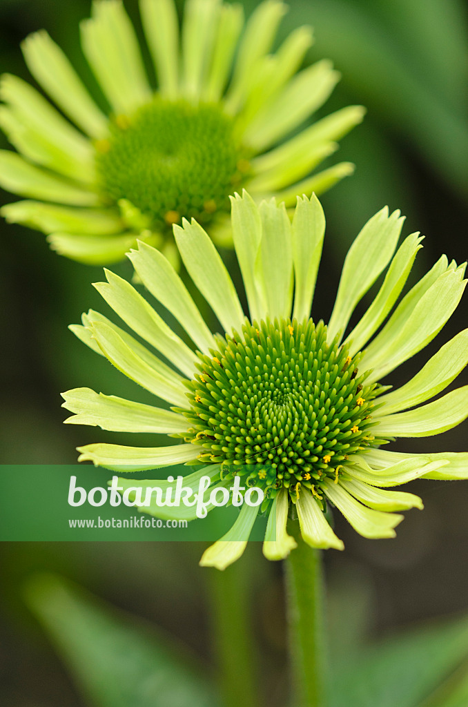 523119 - Purple cone flower (Echinacea purpurea 'Green Jewel')