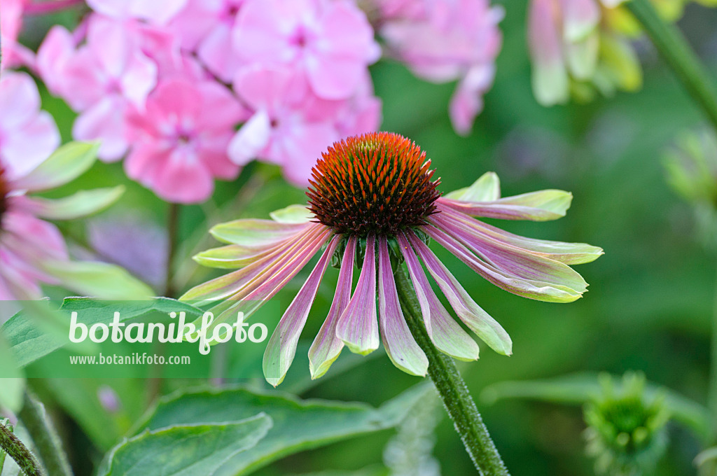 474465 - Purple cone flower (Echinacea purpurea 'Green Envy')