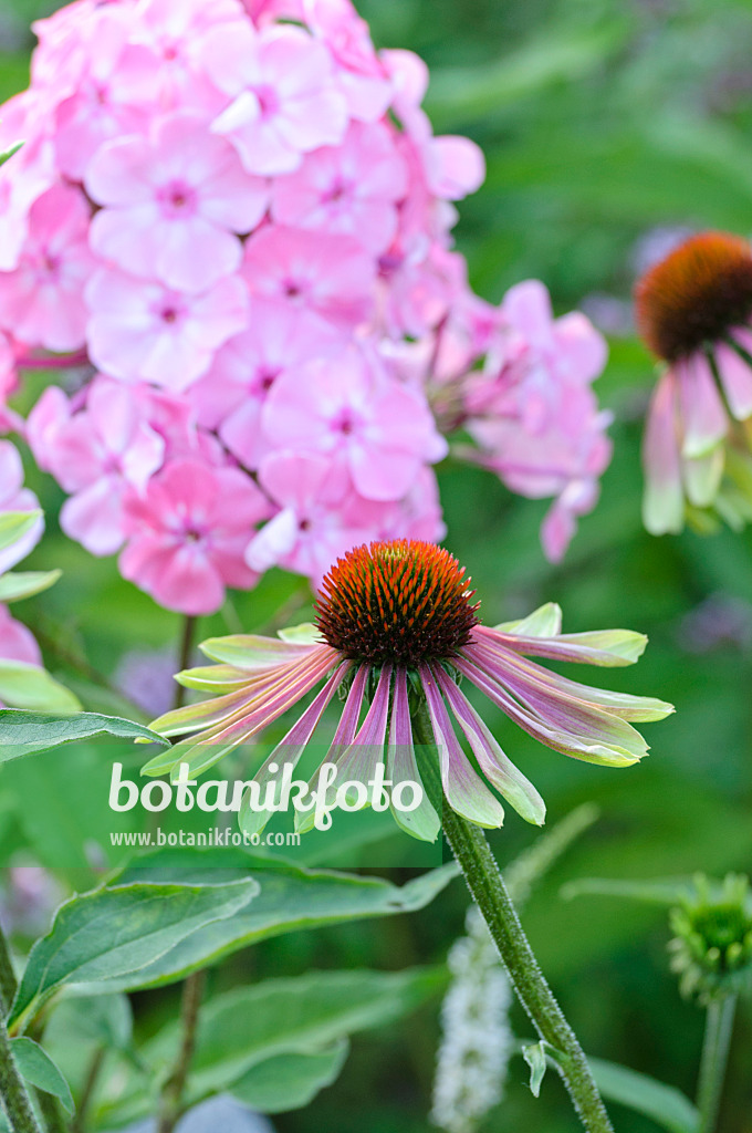 474466 - Purple cone flower (Echinacea purpurea 'Green Envy')