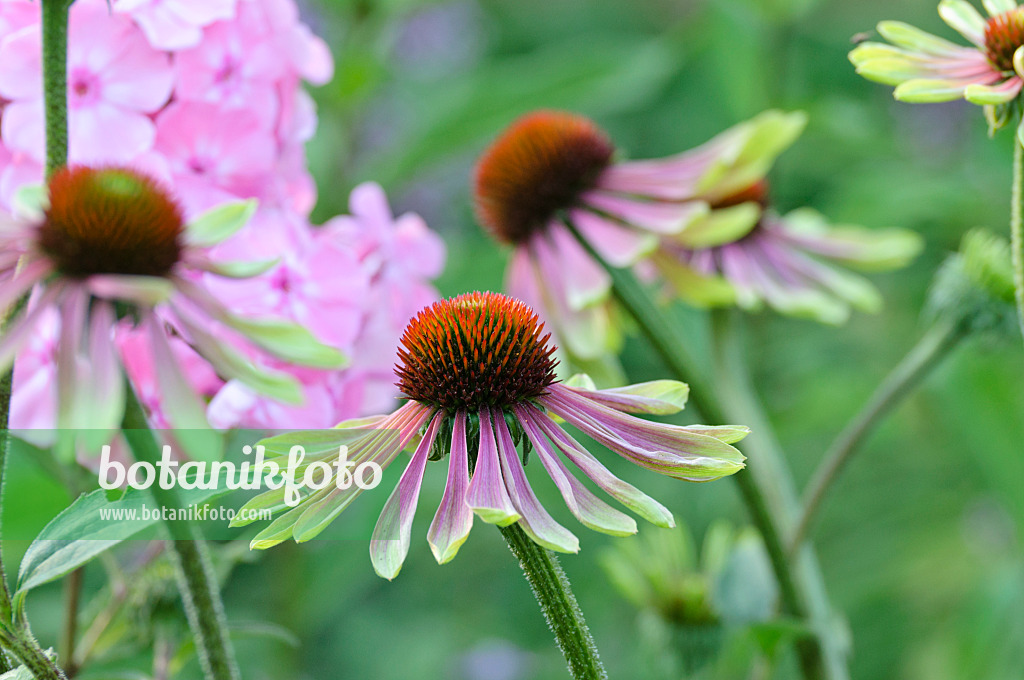 474467 - Purple cone flower (Echinacea purpurea 'Green Envy')