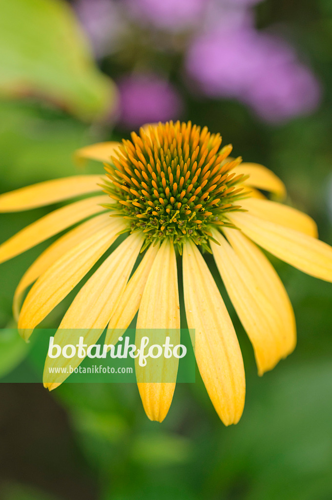 487187 - Purple cone flower (Echinacea purpurea 'Harvest Moon')