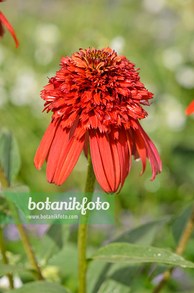 548023 - Purple cone flower (Echinacea purpurea 'Hot Papaya')