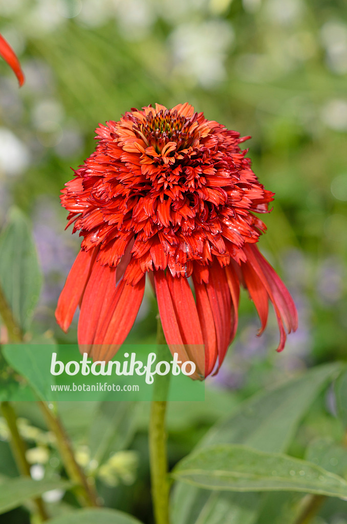 548024 - Purple cone flower (Echinacea purpurea 'Hot Papaya')