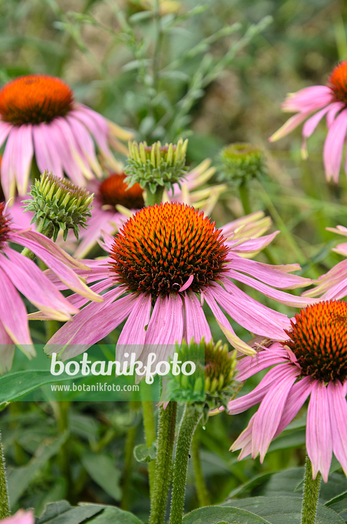 498080 - Purple cone flower (Echinacea purpurea 'Magnus')