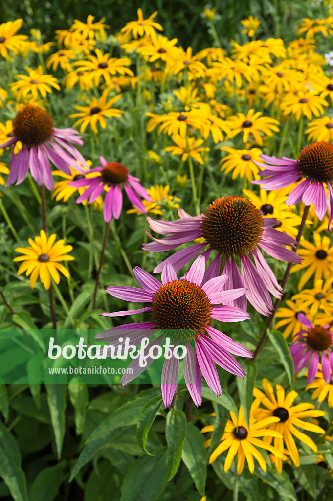 511261 - Purple cone flower (Echinacea purpurea 'Magnus') and orange cone flower (Rudbeckia fulgida)