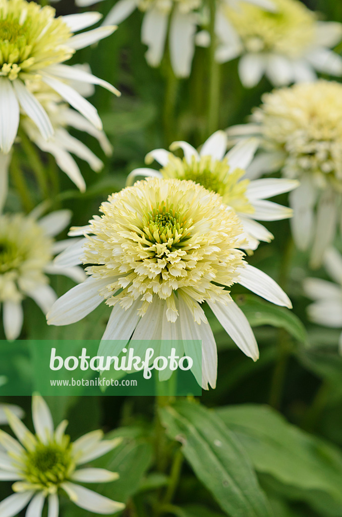 523232 - Purple cone flower (Echinacea purpurea 'Milkshake')