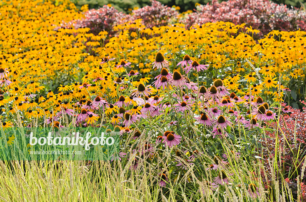 535027 - Purple cone flower (Echinacea purpurea) and orange cone flower (Rudbeckia fulgida)