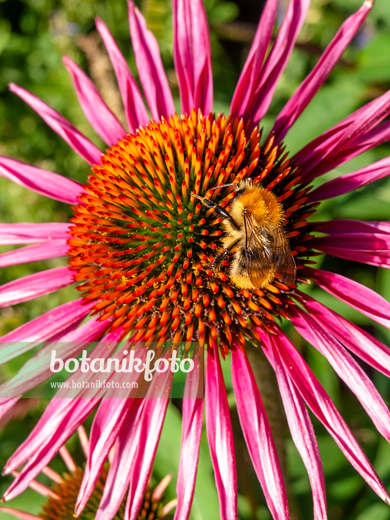 439381 - Purple cone flower (Echinacea purpurea 'Pica Bella')