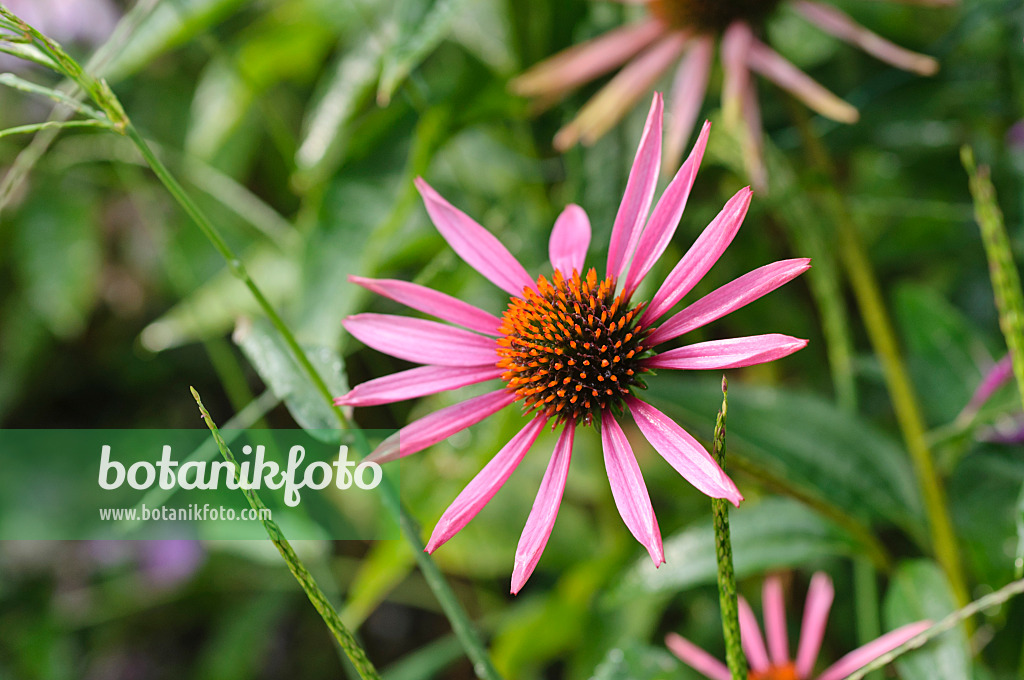 487104 - Purple cone flower (Echinacea purpurea 'Pica Bella')