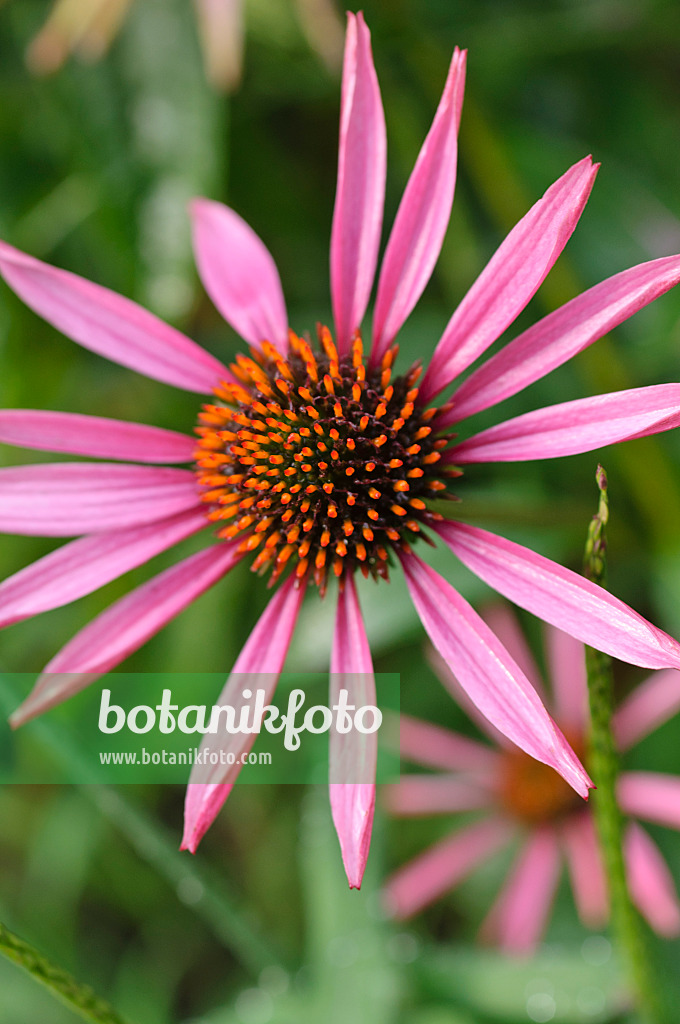 487105 - Purple cone flower (Echinacea purpurea 'Pica Bella')