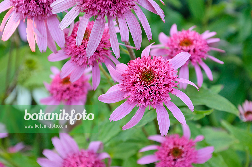 474475 - Purple cone flower (Echinacea purpurea 'Pink Double Delight')