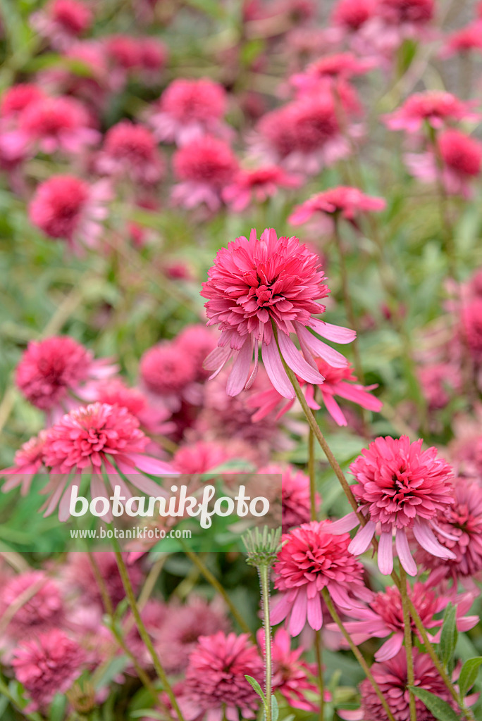 575087 - Purple cone flower (Echinacea purpurea 'Razzmatazz')