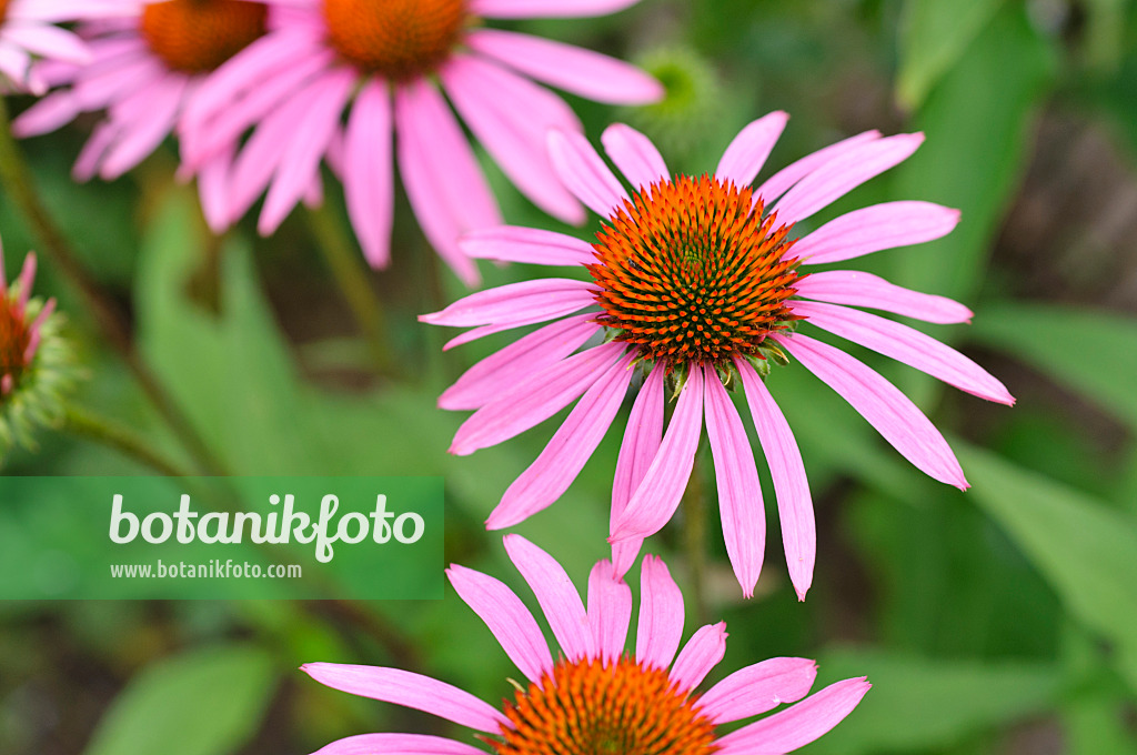 474192 - Purple cone flower (Echinacea purpurea 'Rosenelfe')