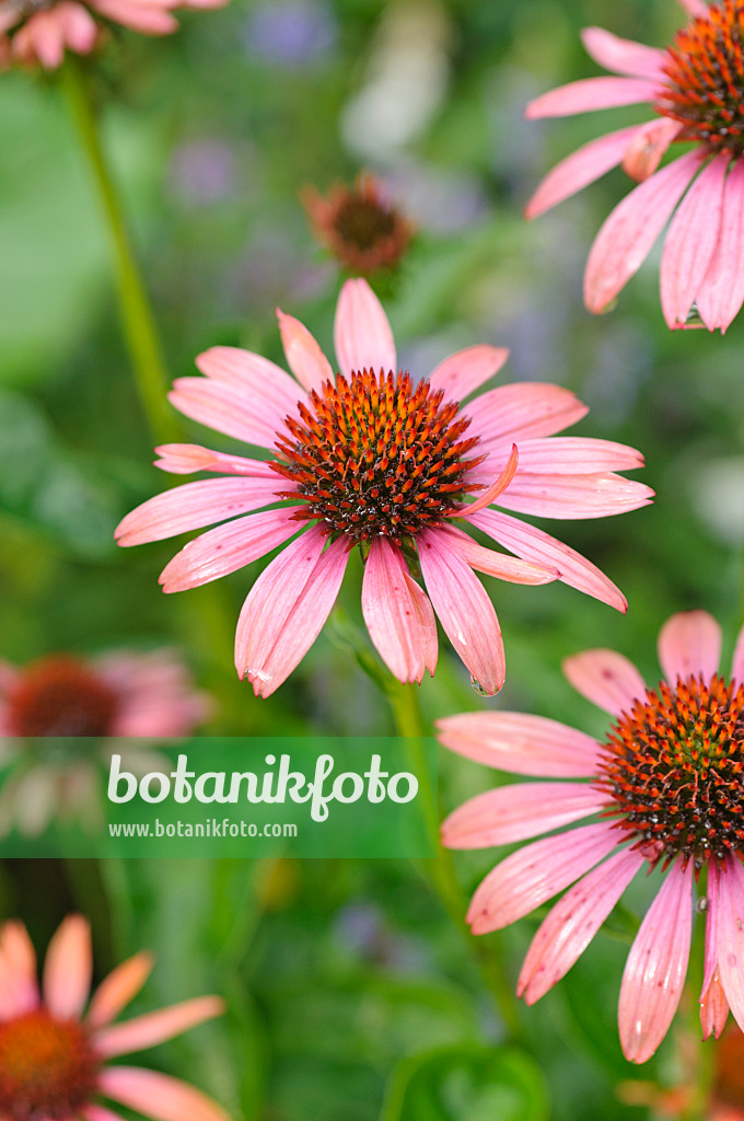 487106 - Purple cone flower (Echinacea purpurea 'Sundown')