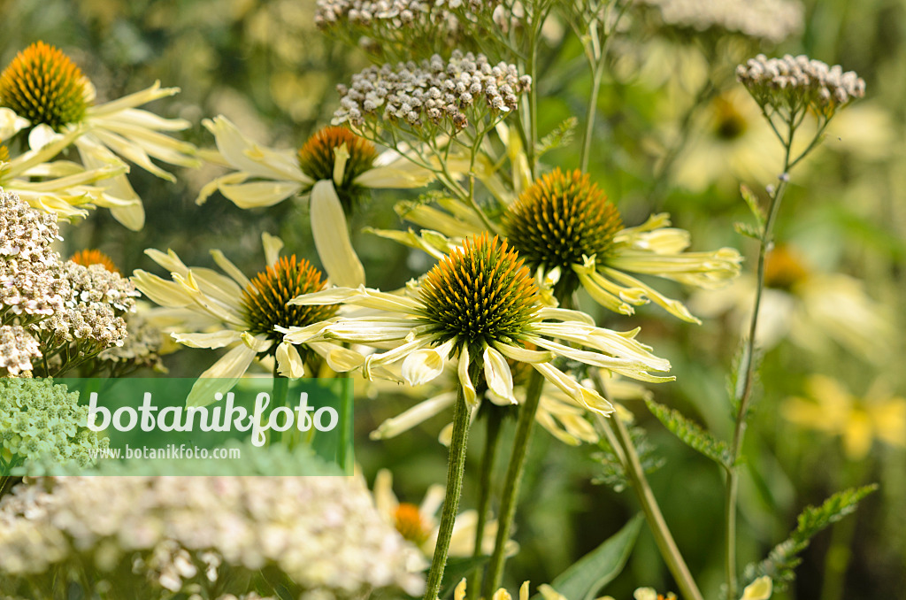 523032 - Purple cone flower (Echinacea purpurea 'Sunrise') and fernleaf yarrow (Achillea filipendulina 'Credo')